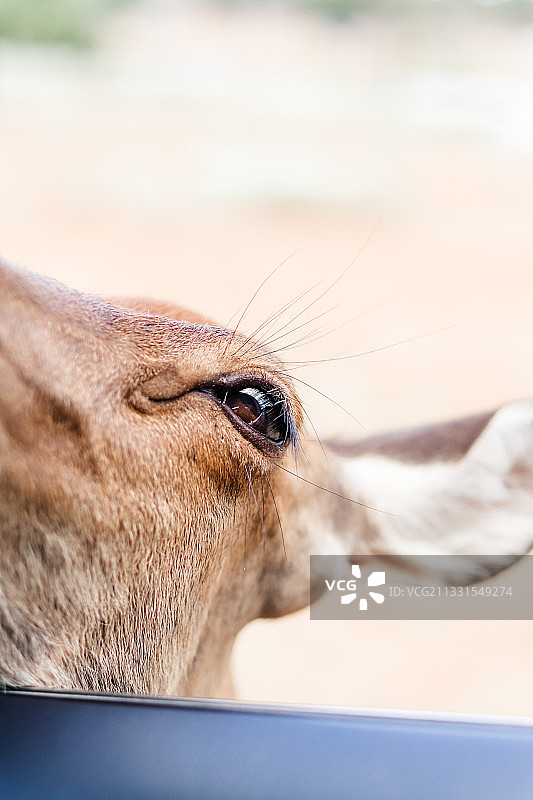 山羊侧面特写图片素材