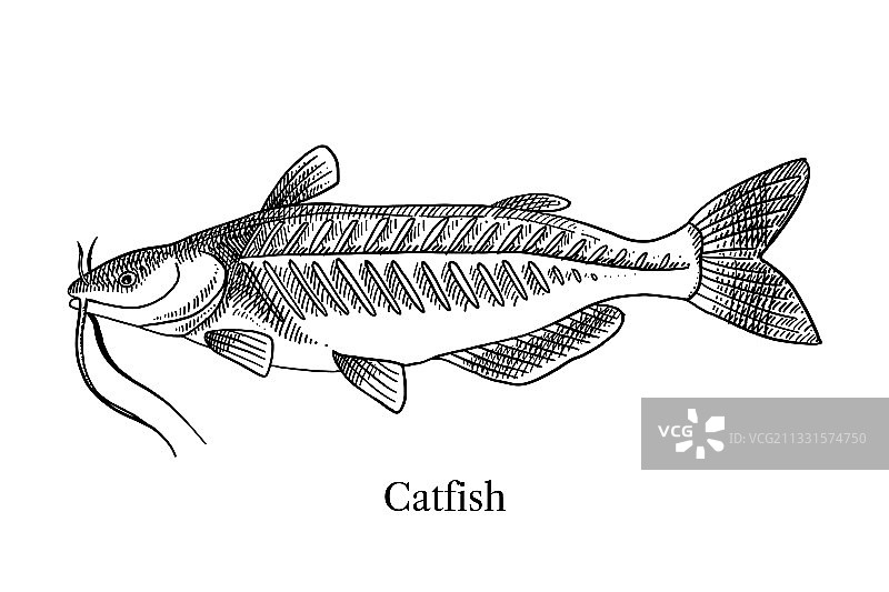 手绘黑白鲶鱼素描图片素材