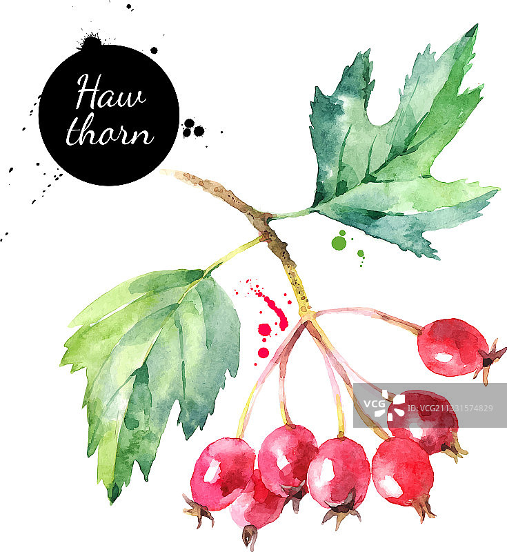 水彩山楂果实手绘图片素材