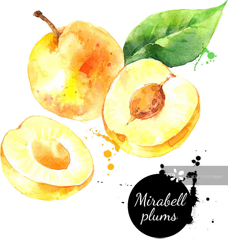 水彩欧洲李子水果绘画图片素材