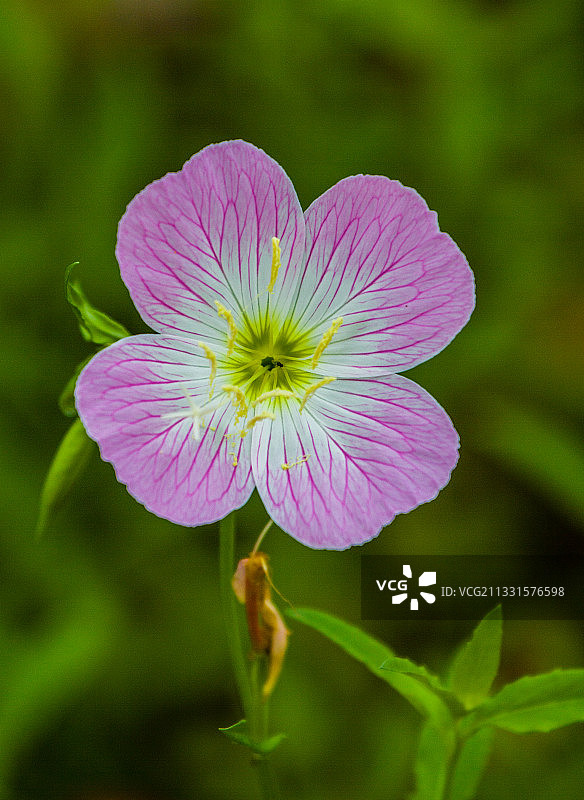 美丽月见草图片素材