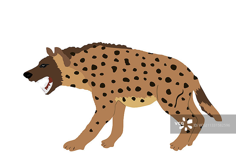 白色背景上的孤立鬣狗图片素材