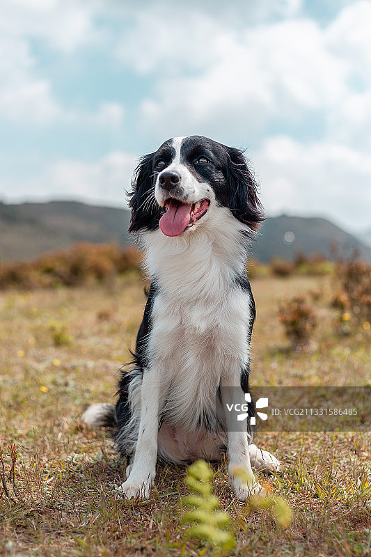边牧草地坐立图片素材