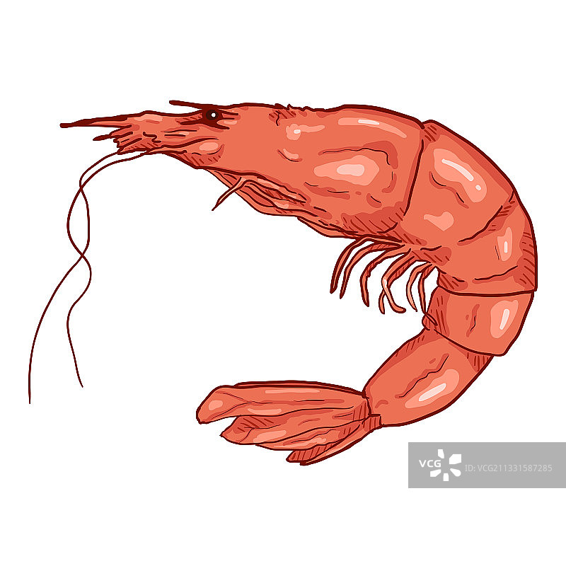 白色背景上的卡通虾图片素材