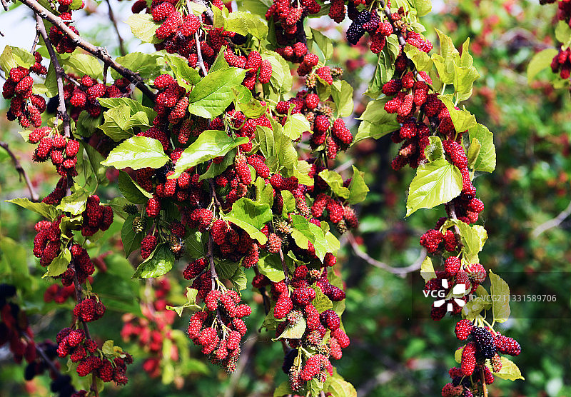 成熟的桑葚果实挂满枝头图片素材
