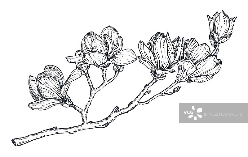 手绘精美玉兰花枝图片素材