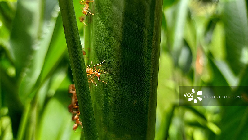 昆虫在植物上的特写图片素材
