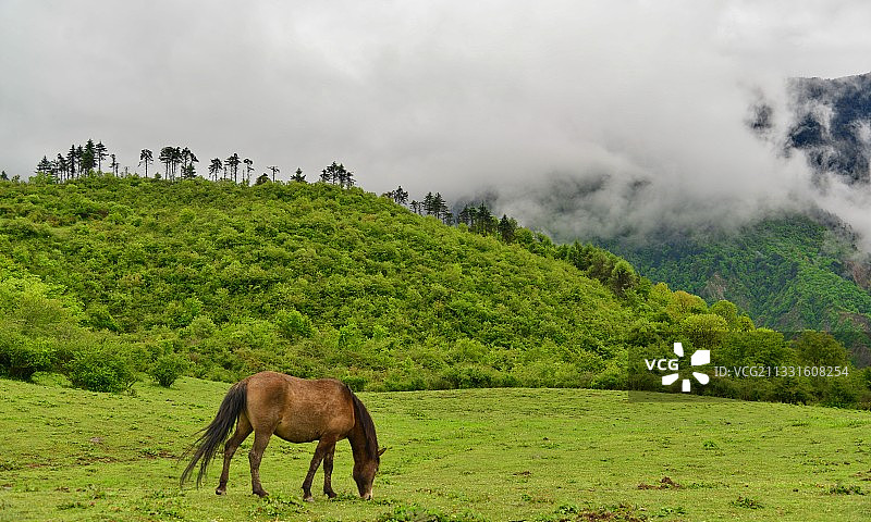 微妙的身材，美丽的少女。成都周边网红打卡胜地，汶川卧龙熊猫坪图片素材