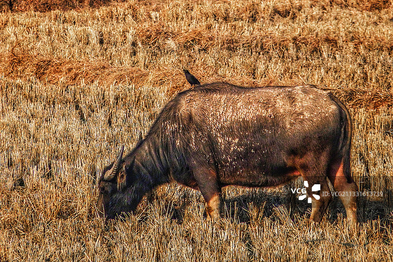 水牛与鸟图片素材