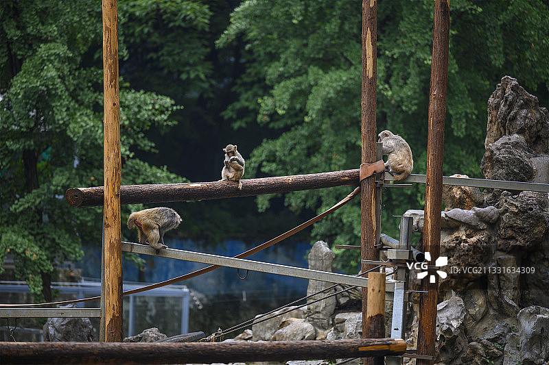 猴山一角 南京红山动物园图片素材