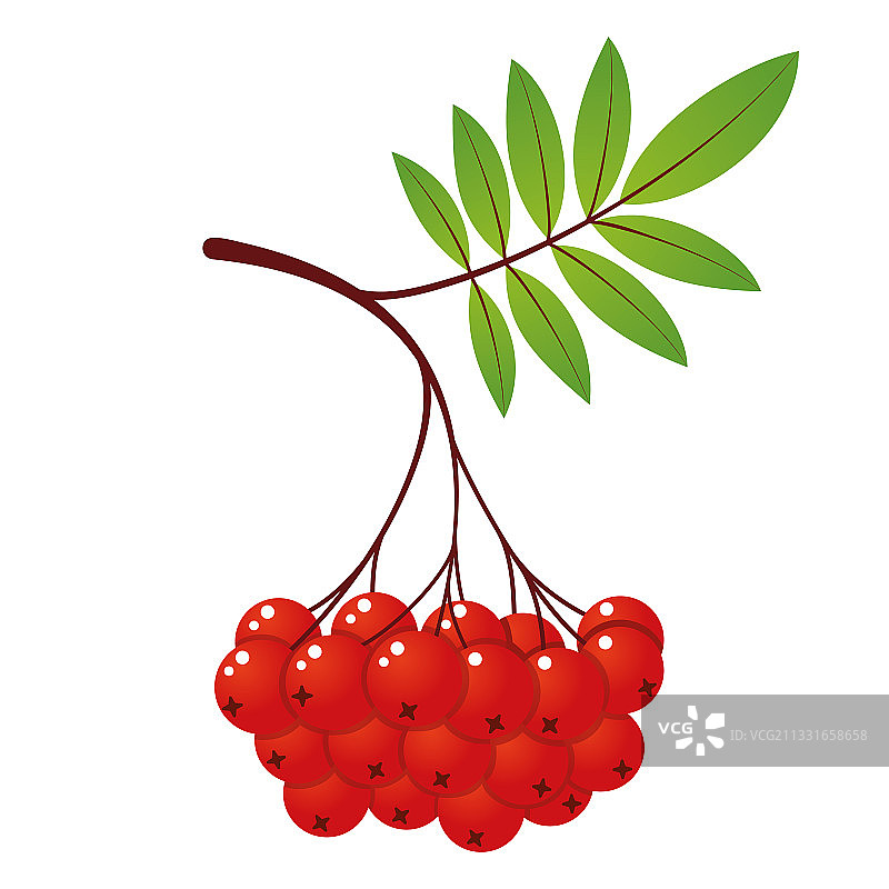 带有树叶和浆果的花楸树枝图片素材