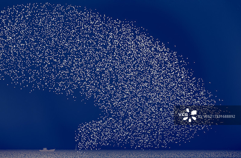 鸟浪•蓝调图片素材