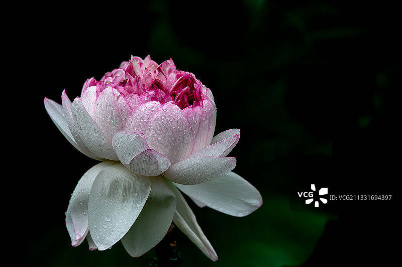 并蒂莲图片素材