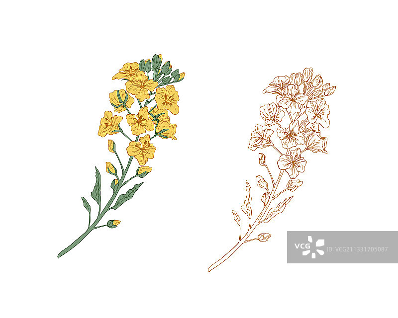 黄色油菜花和油菜籽轮廓图片素材