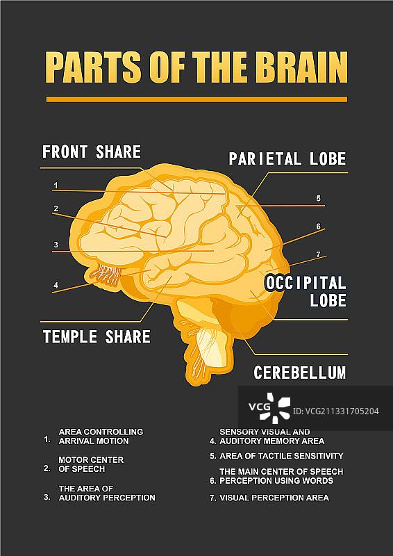 大脑教育结构图图片素材