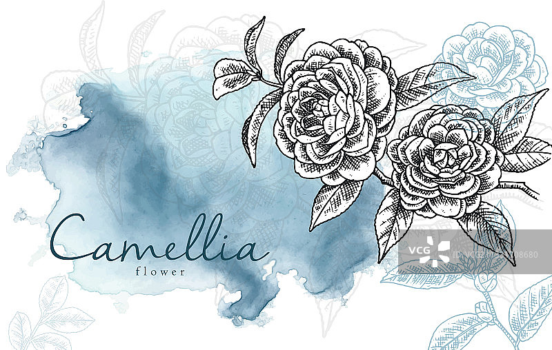 山茶花与蓝色水彩背景图片素材