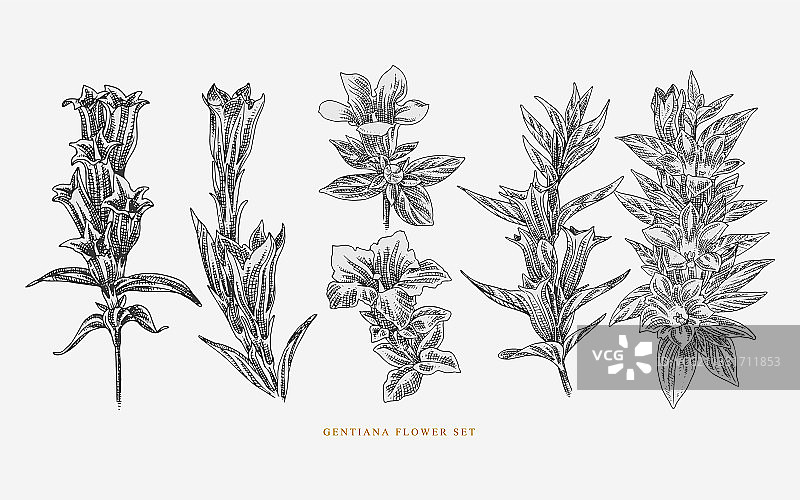龙胆花套装图片素材