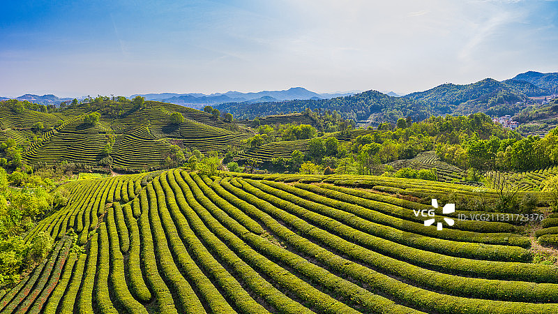 义乌大陈楂林茶山风光图片素材