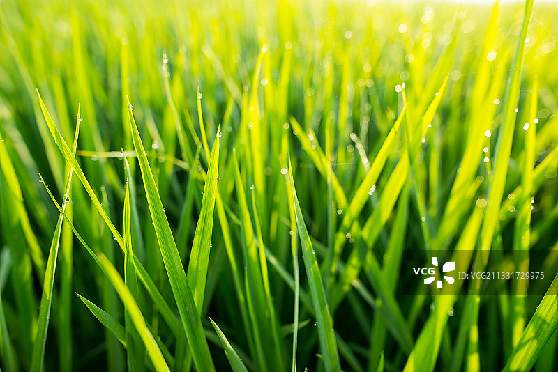 清晨阳光照耀下露珠晶莹的稻苗图片素材