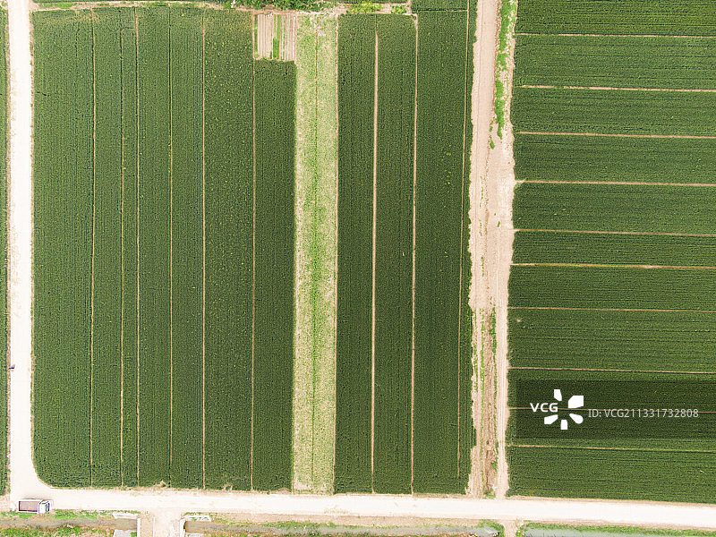 济南麦田航拍图片素材