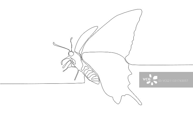 蝴蝶单线连续画图片素材
