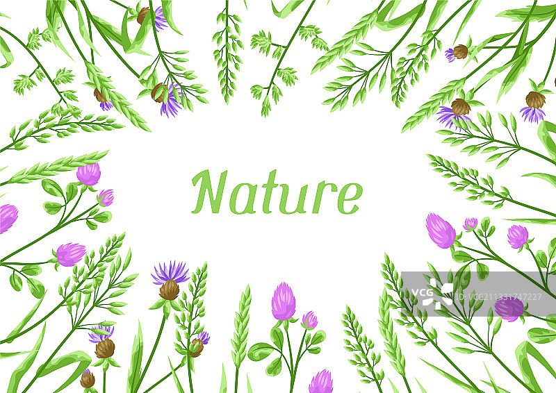 草本植物和谷类草背景图片素材