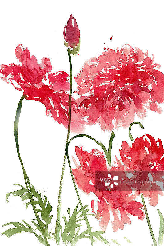 红色的虞美人图片素材