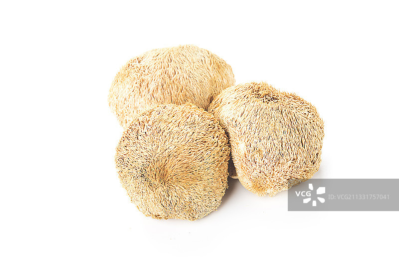 食用菌猴头菇图片素材