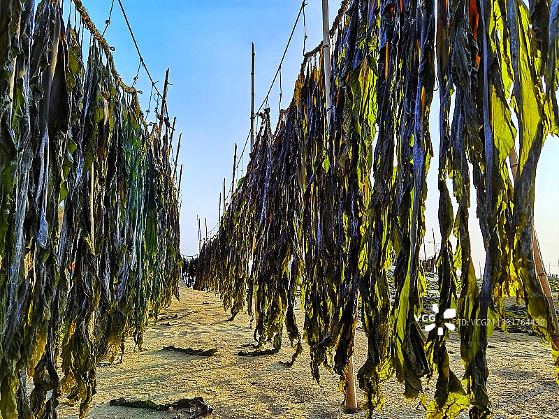 嗮海带图片素材