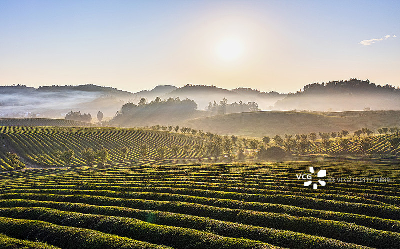 贵州遵义湄潭茶海之心图片素材