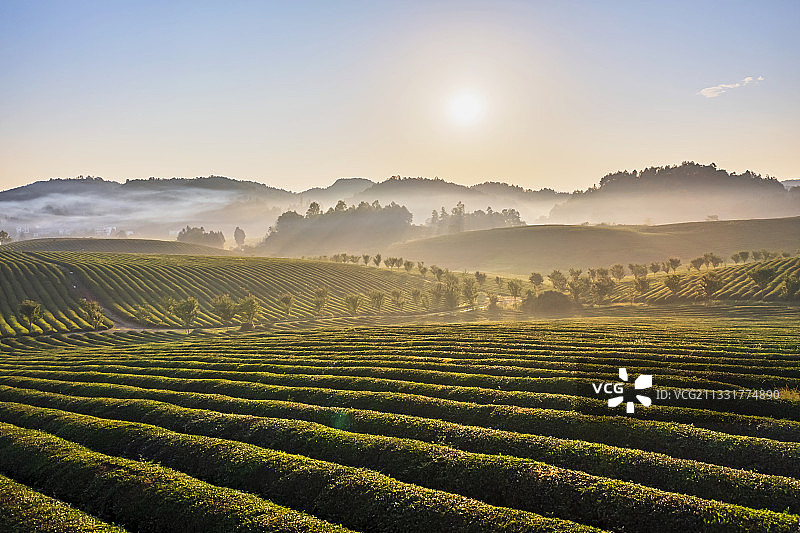 贵州遵义湄潭茶海之心图片素材