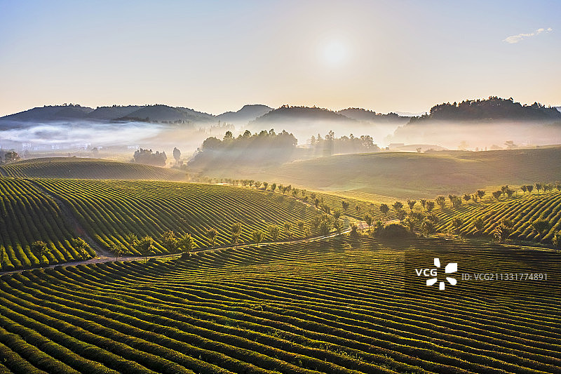 贵州遵义湄潭茶海之心图片素材