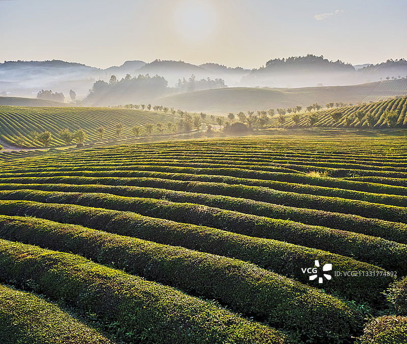 贵州遵义湄潭茶海之心图片素材