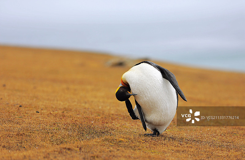 抓痒痒的企鹅图片素材