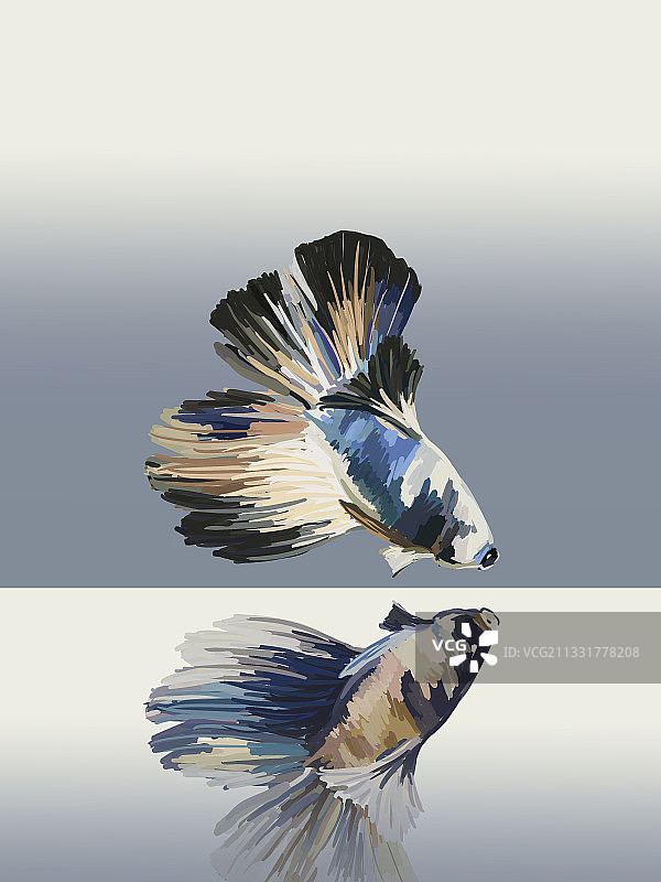 鱼缸里的斗鱼图片素材