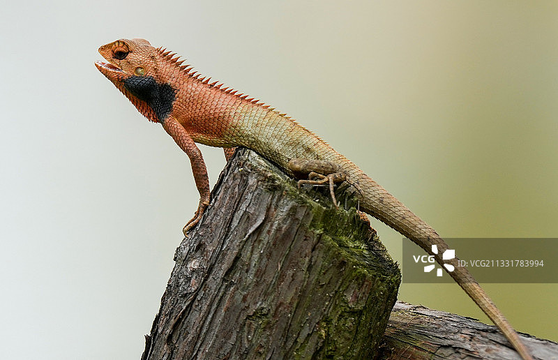 变色树蜥图片素材