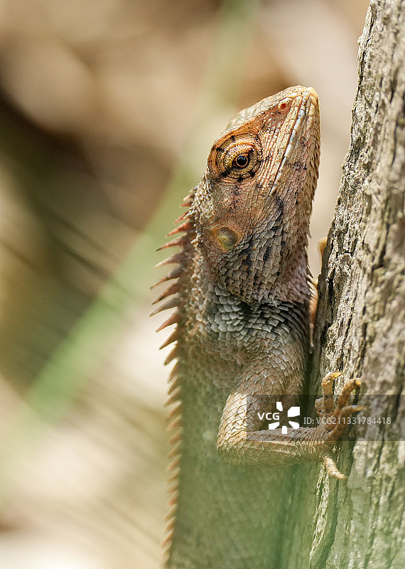 变色树蜥图片素材
