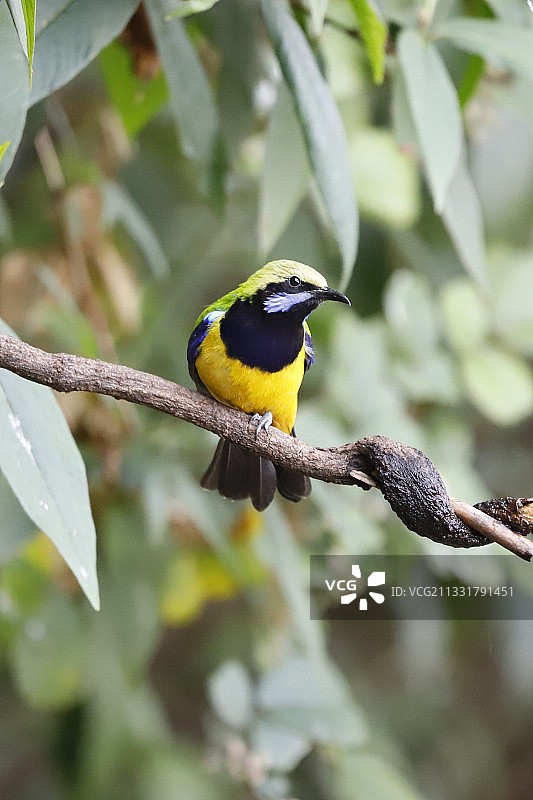 橙腹叶鹎图片素材