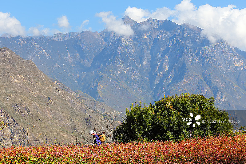 四川甘孜藏族自治州丹巴县中路藏寨的当地妇女在田间走过。图片素材