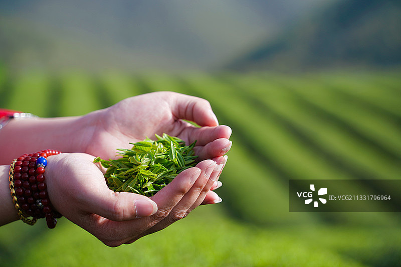 宜兴红岭茶场，手捧新茶嫩叶，在阳光下透着清亮。 #茶叶#图片素材