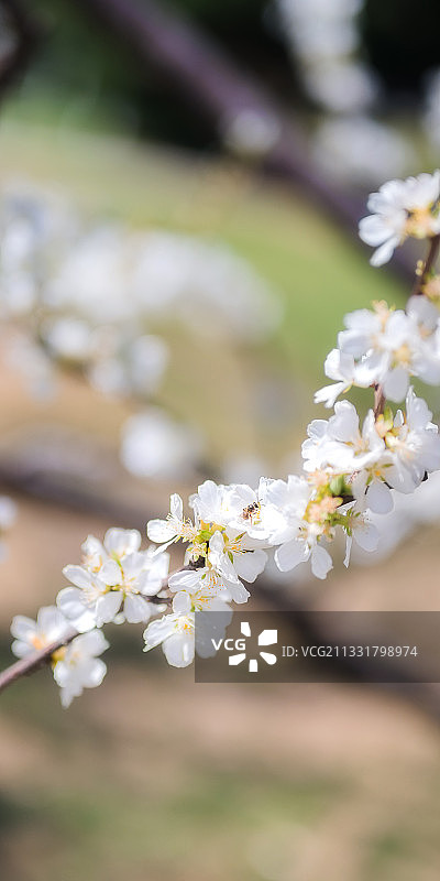 杏花与蜂图片素材