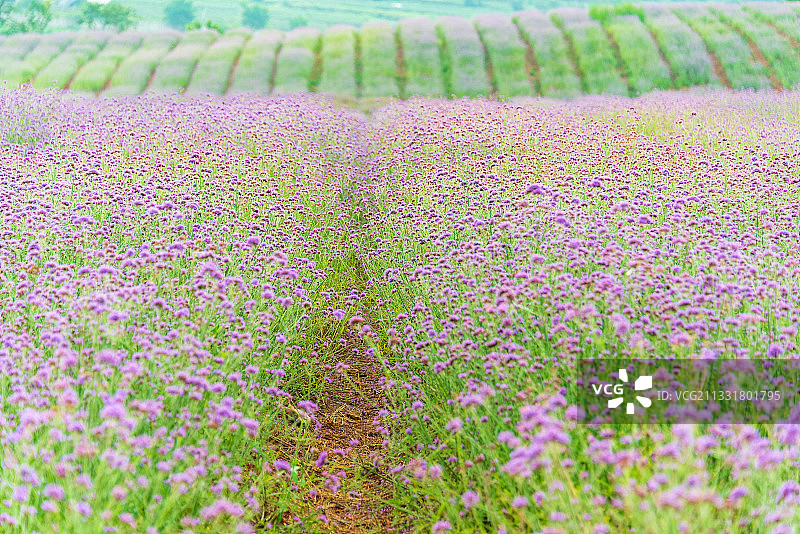清晨的薄雾中，一条条整齐排列的紫色马鞭草花田往远处延伸图片素材