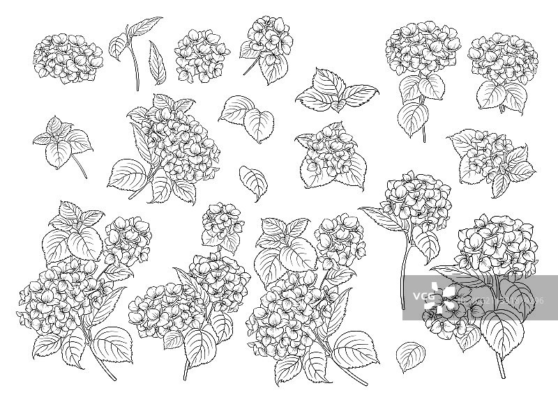 绣球花图案艺术线条设计图片素材