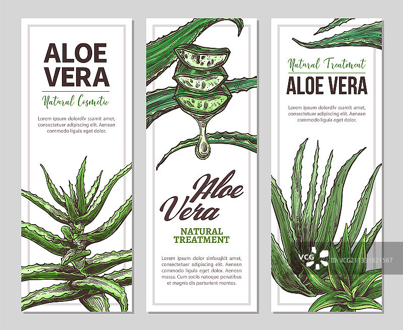 芦荟草图横幅图片素材