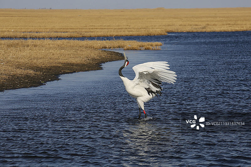 丹顶鹤，扎龙自然保护区，鸟类，湿地图片素材