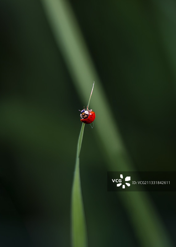 一点红图片素材