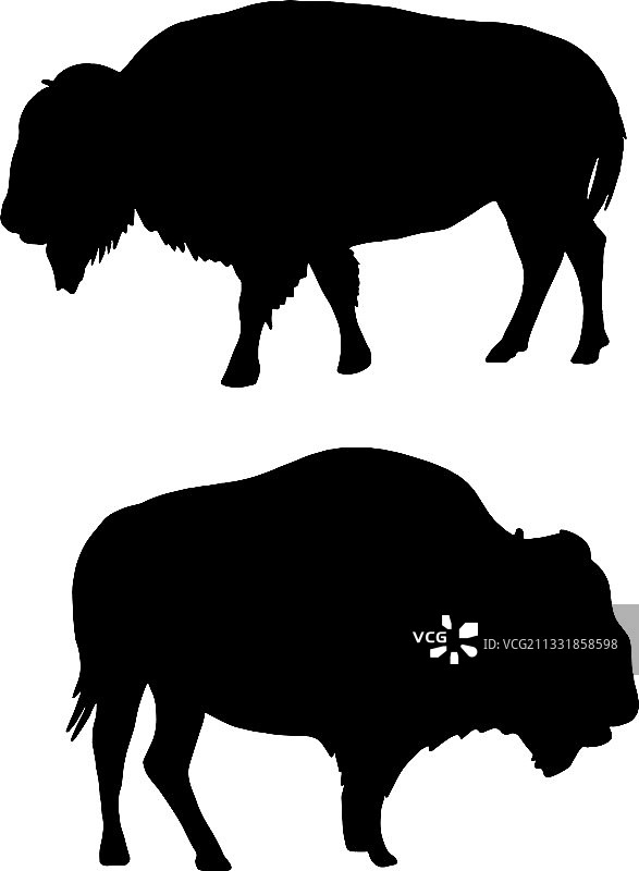 美洲野牛剪影图片素材