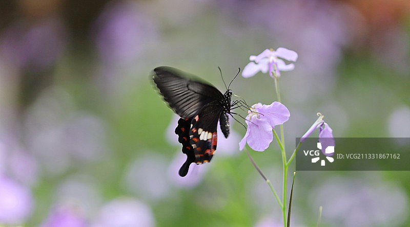 蝶恋花图片素材
