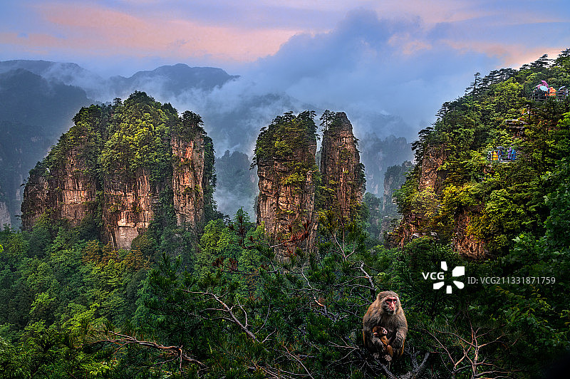 五指峰 猴 黄石寨 张家界图片素材