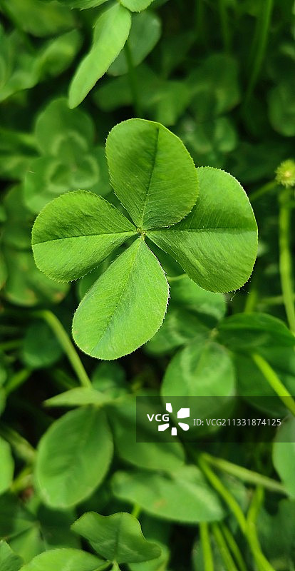 又见幸运草图片素材